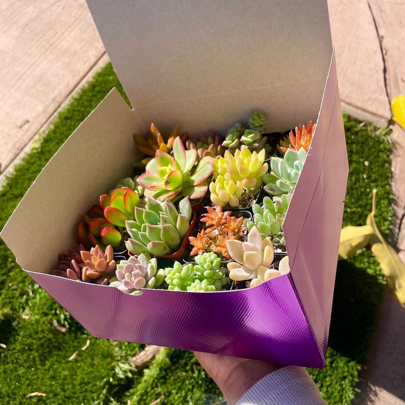 Colorful Succulent Box