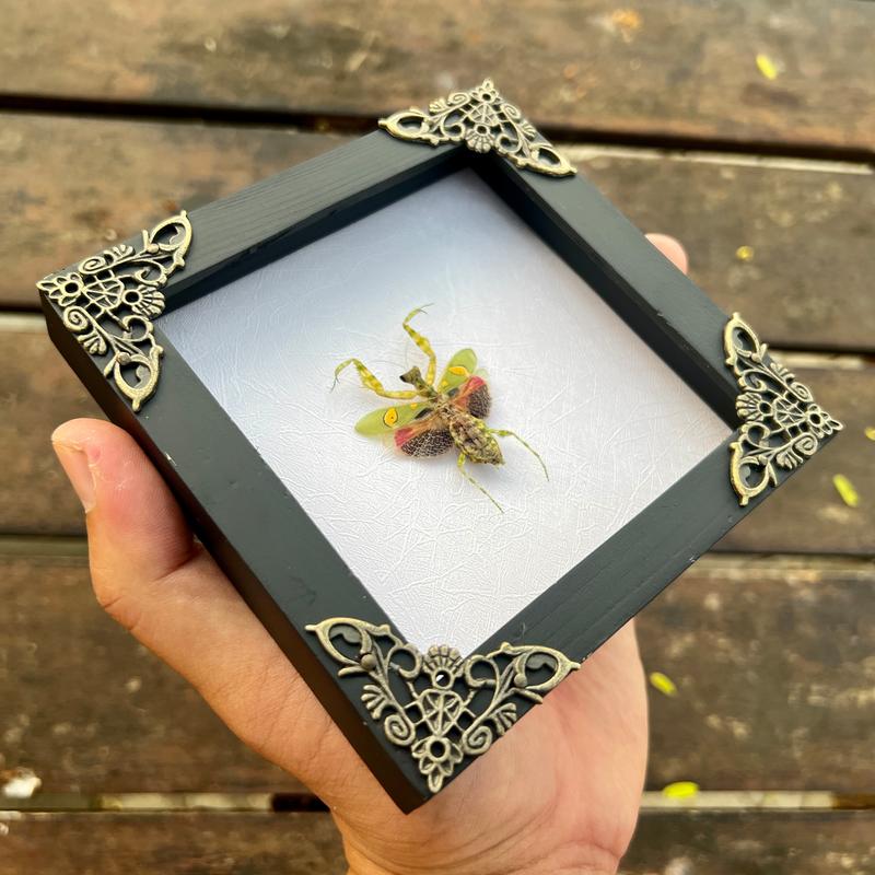 Green Mantis Flower Beetle Bug Entomology Hanging Decoration Display Oddity Wall Home Decor Box Gift art home Room Collection