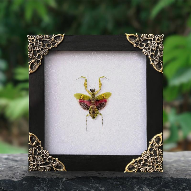 Green Mantis Flower Beetle Bug Entomology Hanging Decoration Display Oddity Wall Home Decor Box Gift art home Room Collection