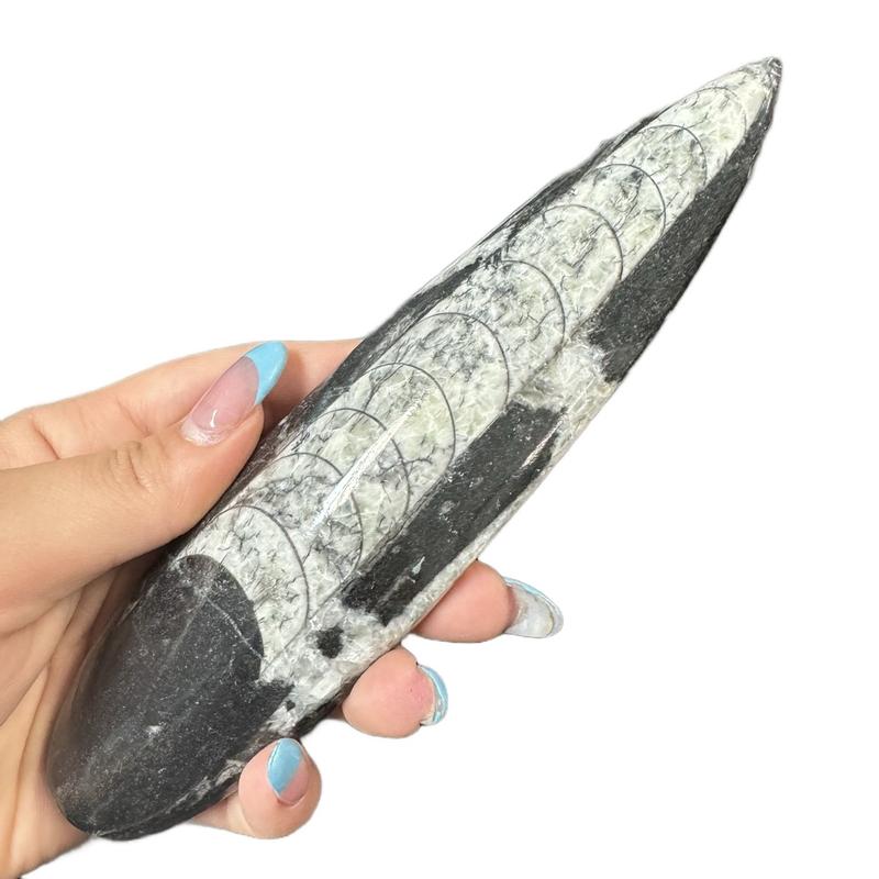 Orthoceras Fossil Spear - Polished Orthoceras Fossil