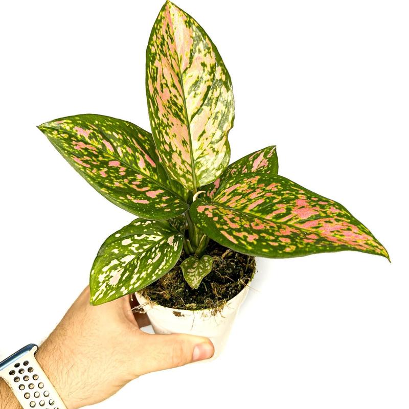 4” Aglaonema 'Lady Valentine', Pink Chinese Evergreen, Low Light Tolerant Live Houseplant, Indoor Plant