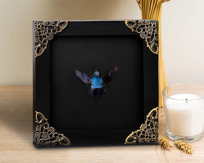 Framed Blue Bee Insect Dried Beetle Bug Entomology Gifts Specimen Display Oddity Tabletop Wall Art Home Decor Collection