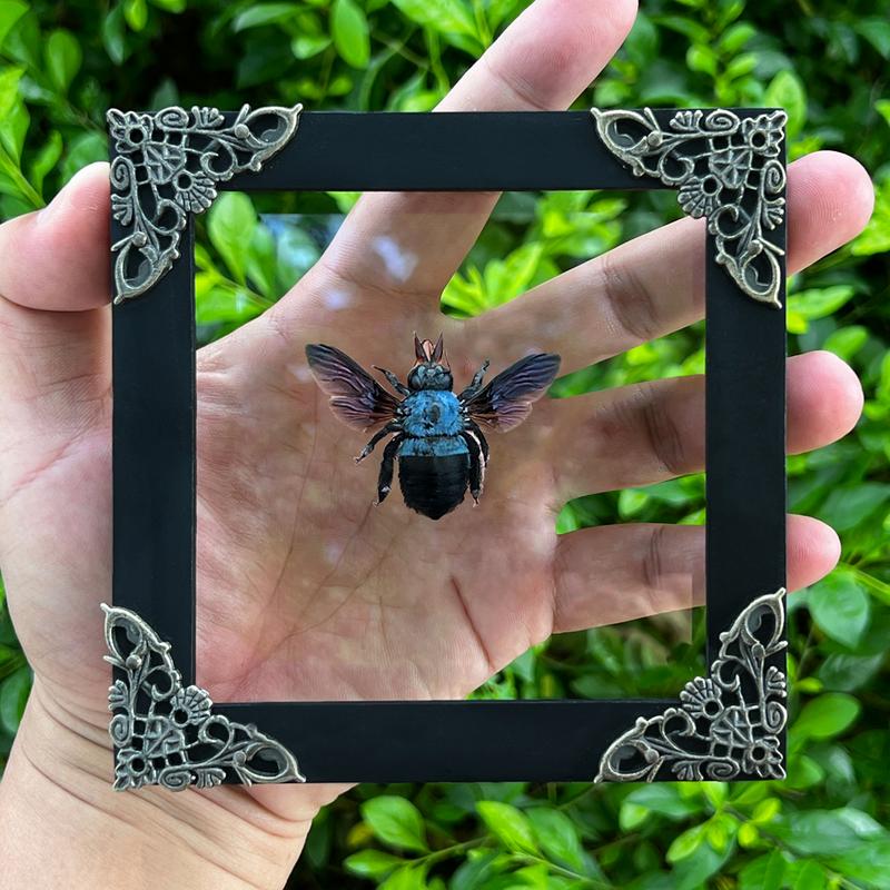 Framed Blue Bee Insect Dried Beetle Bug Entomology Gifts Specimen Display Oddity Tabletop Wall Art Home Decor Collection