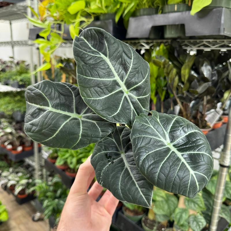 Alocasia Black Velvet, Live Tropical Plant, Unique Leaves, Colorful, Indoor Home Decoration, Dirtier Bag Soil Blend Recommended