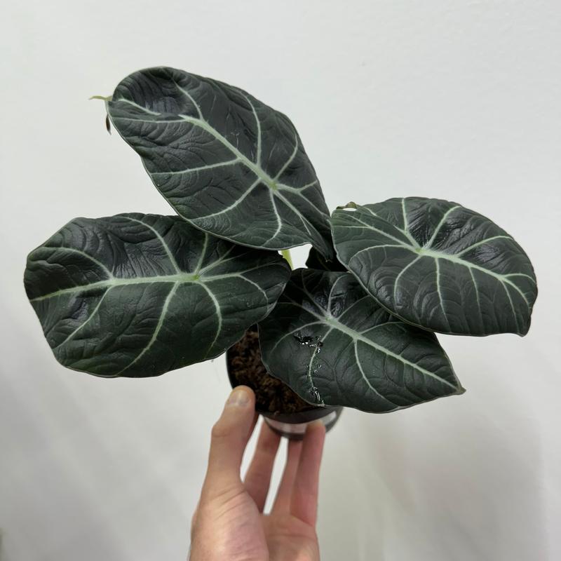 Alocasia Black Velvet, Live Tropical Plant, Unique Leaves, Colorful, Indoor Home Decoration, Dirtier Bag Soil Blend Recommended