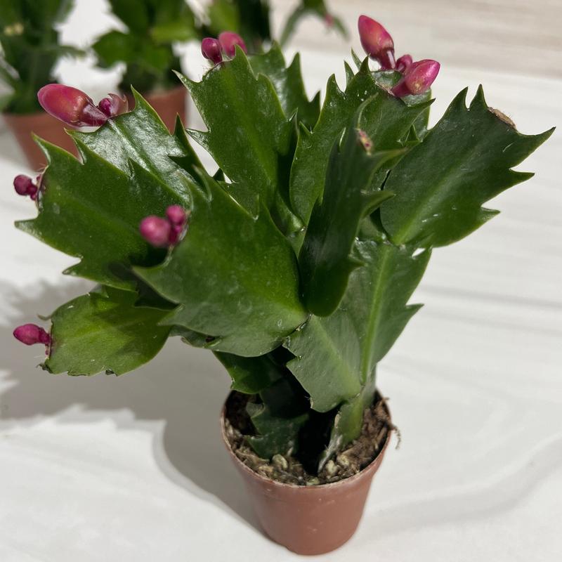 Christmas Cactus, Holiday Cactus Live Plant, Winter Blooms