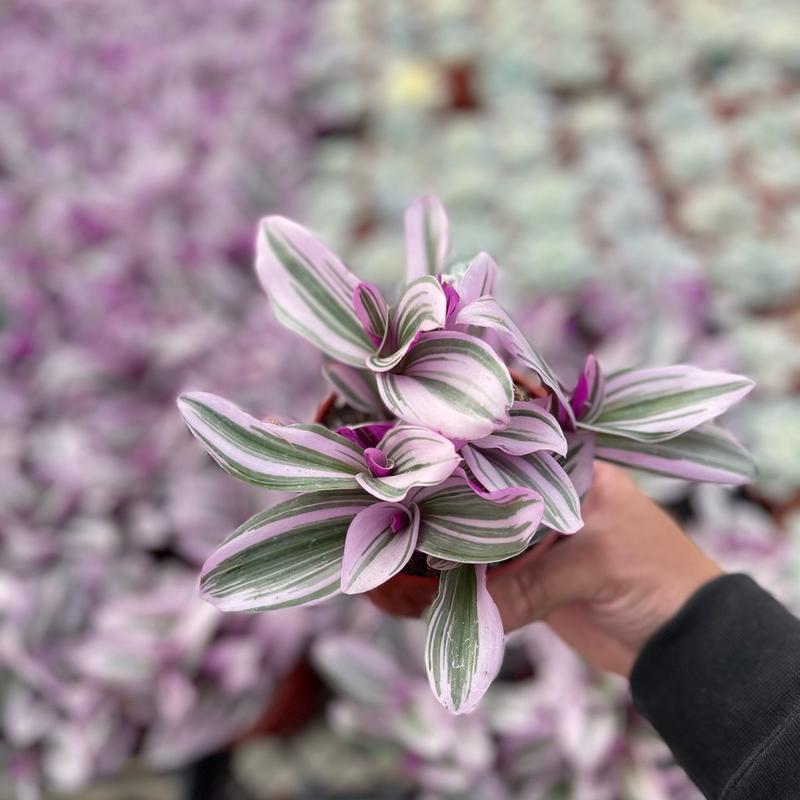 4” Tradescantia Nanouk succulent indoor sculpture