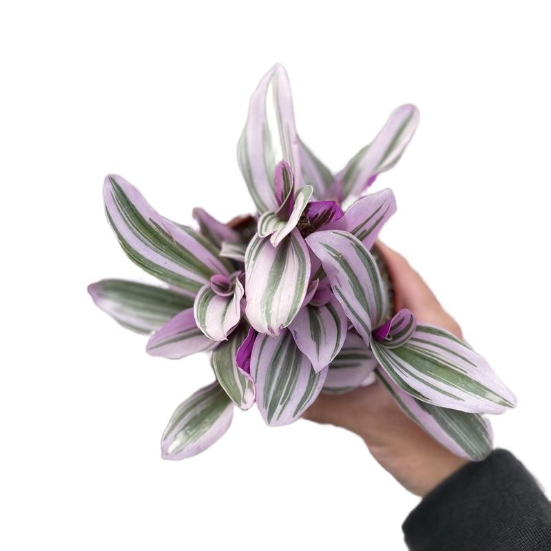 4” Tradescantia Nanouk succulent indoor sculpture