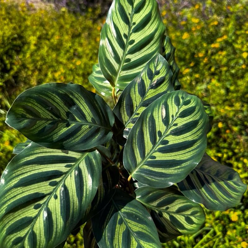 Calathea Peacock   Live Plant   Colorful indoor Prayer Plant   Home Decor   Low Maintenance