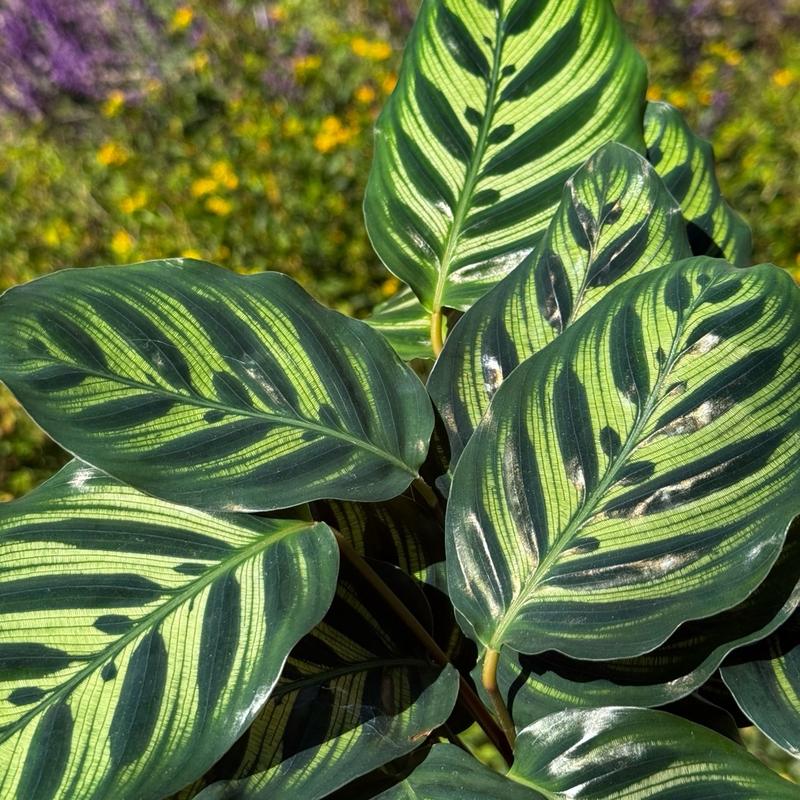 Calathea Peacock   Live Plant   Colorful indoor Prayer Plant   Home Decor   Low Maintenance