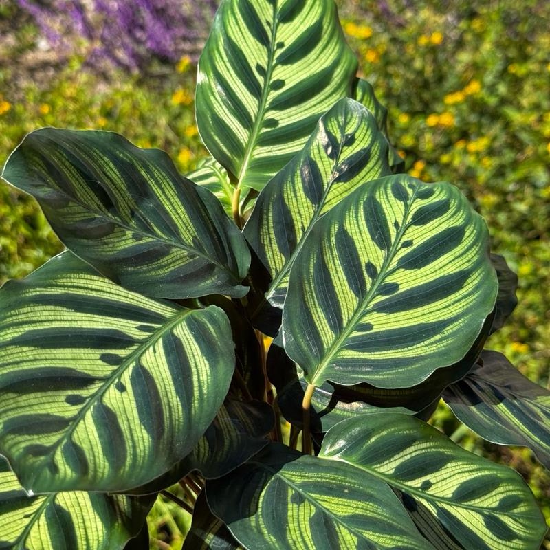 Calathea Peacock   Live Plant   Colorful indoor Prayer Plant   Home Decor   Low Maintenance