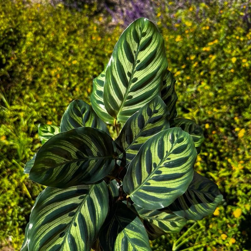 Calathea Peacock   Live Plant   Colorful indoor Prayer Plant   Home Decor   Low Maintenance